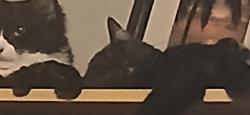 Lost Male Cat last seen Bear Valley Pkwy, Citrus, Grand Ave, and Oak Hill., Escondido, CA 92027