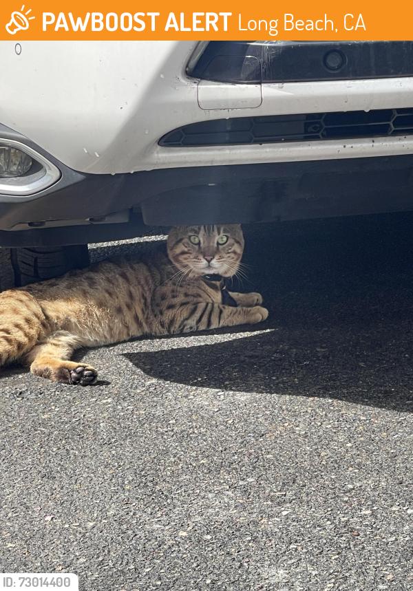 Found/Stray Male Cat last seen Prospect and ocean, Long Beach, CA 90803