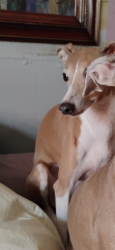Lost Female Dog last seen Skippack pike , Eagleville, PA 19403