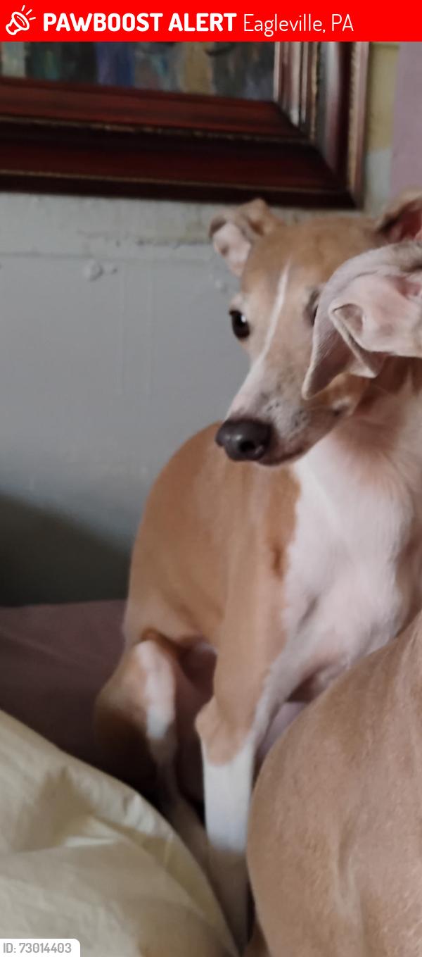 Lost Female Dog last seen Skippack pike , Eagleville, PA 19403