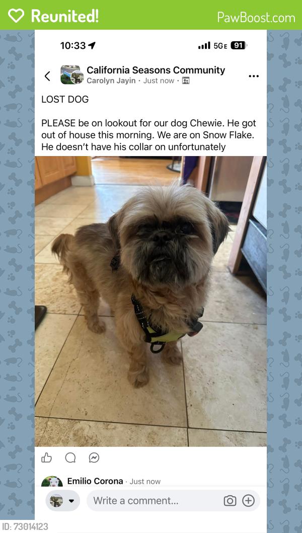 Reunited Male Dog last seen Snow flake way and rain drop circle, Pittsburg, CA 94565