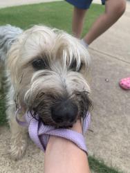 Found/Stray Female Dog last seen Wild ginger and Wild Ridge in Windsor Meadows of West Ridge, McKinney, TX 75072