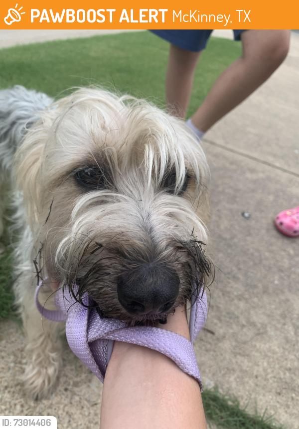 Found/Stray Female Dog last seen Wild ginger and Wild Ridge in Windsor Meadows of West Ridge, McKinney, TX 75072