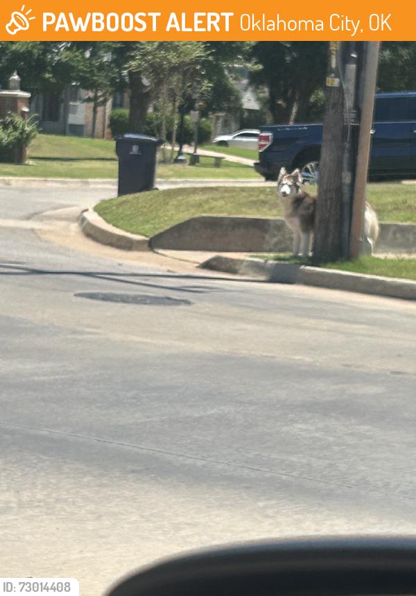 Found/Stray Unknown Dog last seen NW30th& Venice, Oklahoma City, OK 73112