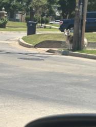 Found/Stray Unknown Dog last seen NW30th& Venice, Oklahoma City, OK 73112