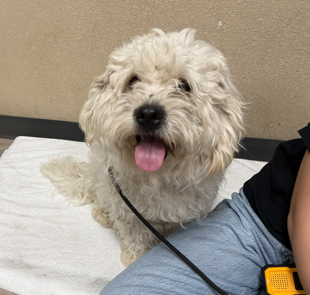 Shelter Stray Male Dog last seen Foussat Road, Oceanside, CA, 92058, Oceanside, CA 92058, USA
