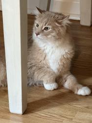 Lost Male Cat last seen Baneberry drive, Belcamp, MD 21017