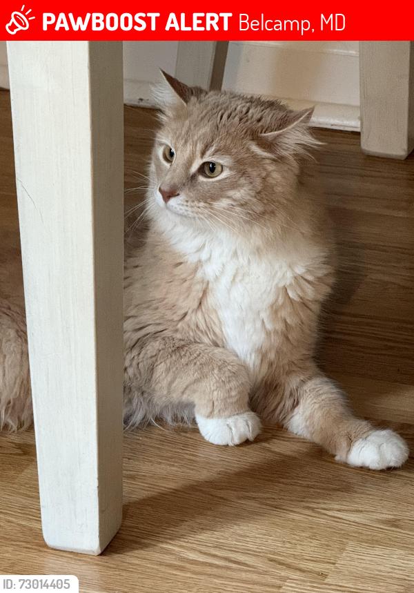 Lost Male Cat last seen Baneberry drive, Belcamp, MD 21017