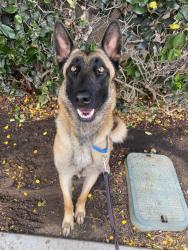 Shelter Stray Female Dog last seen Near Logan Avenue, San Diego, CA, 92113, 5500 Gaines St, San Diego, CA 92110, USA