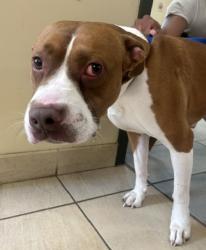 Shelter Stray Male Dog last seen Corning Court, VIRGINIA BEACH, VA, 23451, 341 S Birdneck Rd, Virginia Beach, VA 23451, USA