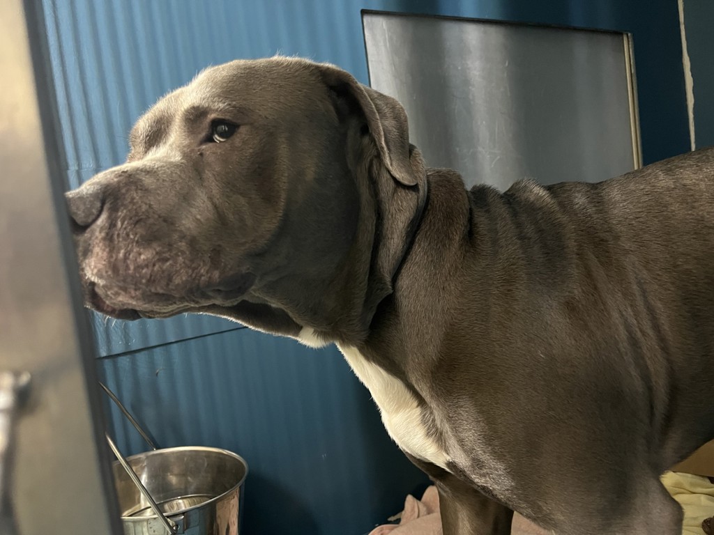 Shelter Stray Male Dog last seen Near Faber Street, STATEN ISLAND, NY, 10302, 326 E 110th St, New York, NY 10029, USA