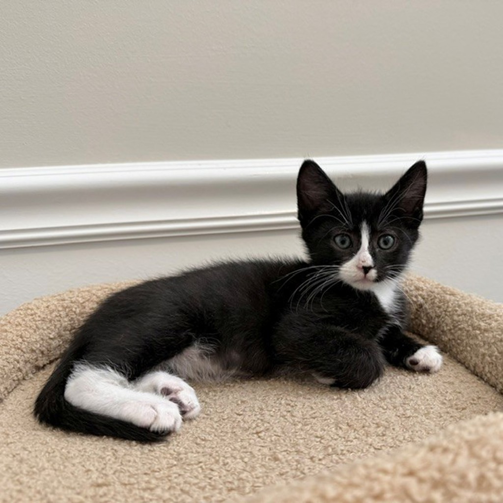 Shelter Stray Male Cat last seen Near S 7200 Street W, Magna Township, UT, 84044, 511 W 3900 S, Salt Lake City, UT 84123, USA