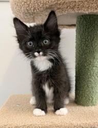 Shelter Stray Female Cat last seen Near S 7200 Street W, Magna Township, UT, 84044, 511 W 3900 S, Salt Lake City, UT 84123, USA