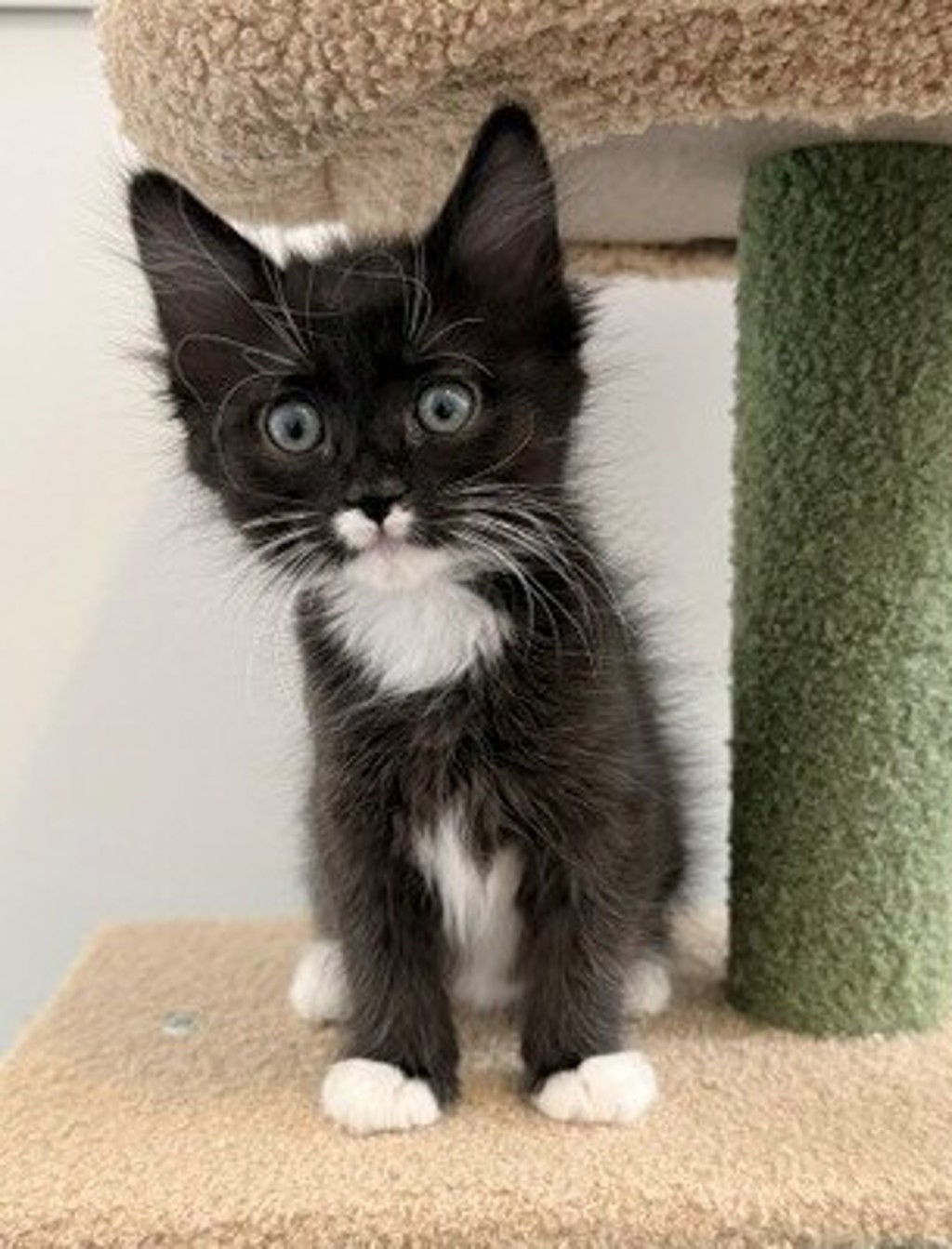 Shelter Stray Female Cat last seen Near S 7200 Street W, Magna Township, UT, 84044, 511 W 3900 S, Salt Lake City, UT 84123, USA