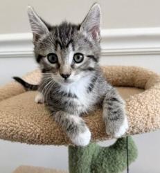 Shelter Stray Female Cat last seen Near S 7200 Street W, Magna Township, UT, 84044, 511 W 3900 S, Salt Lake City, UT 84123, USA