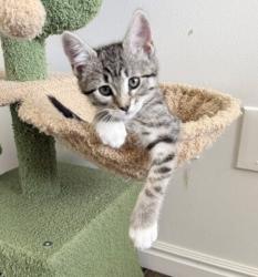 Shelter Stray Female Cat last seen Near S 7200 Street W, Magna Township, UT, 84044, 511 W 3900 S, Salt Lake City, UT 84123, USA