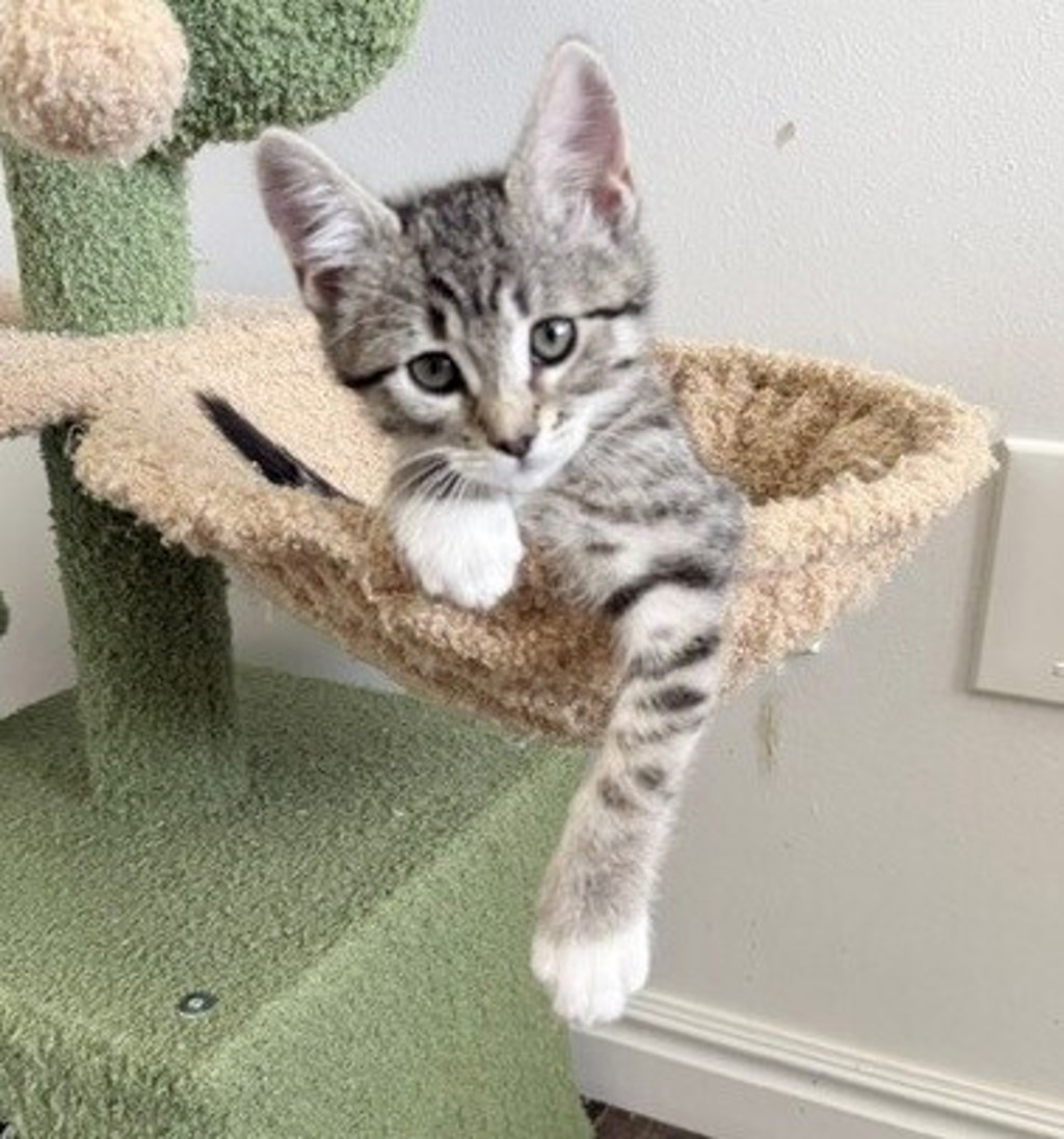 Shelter Stray Female Cat last seen Near S 7200 Street W, Magna Township, UT, 84044, 511 W 3900 S, Salt Lake City, UT 84123, USA