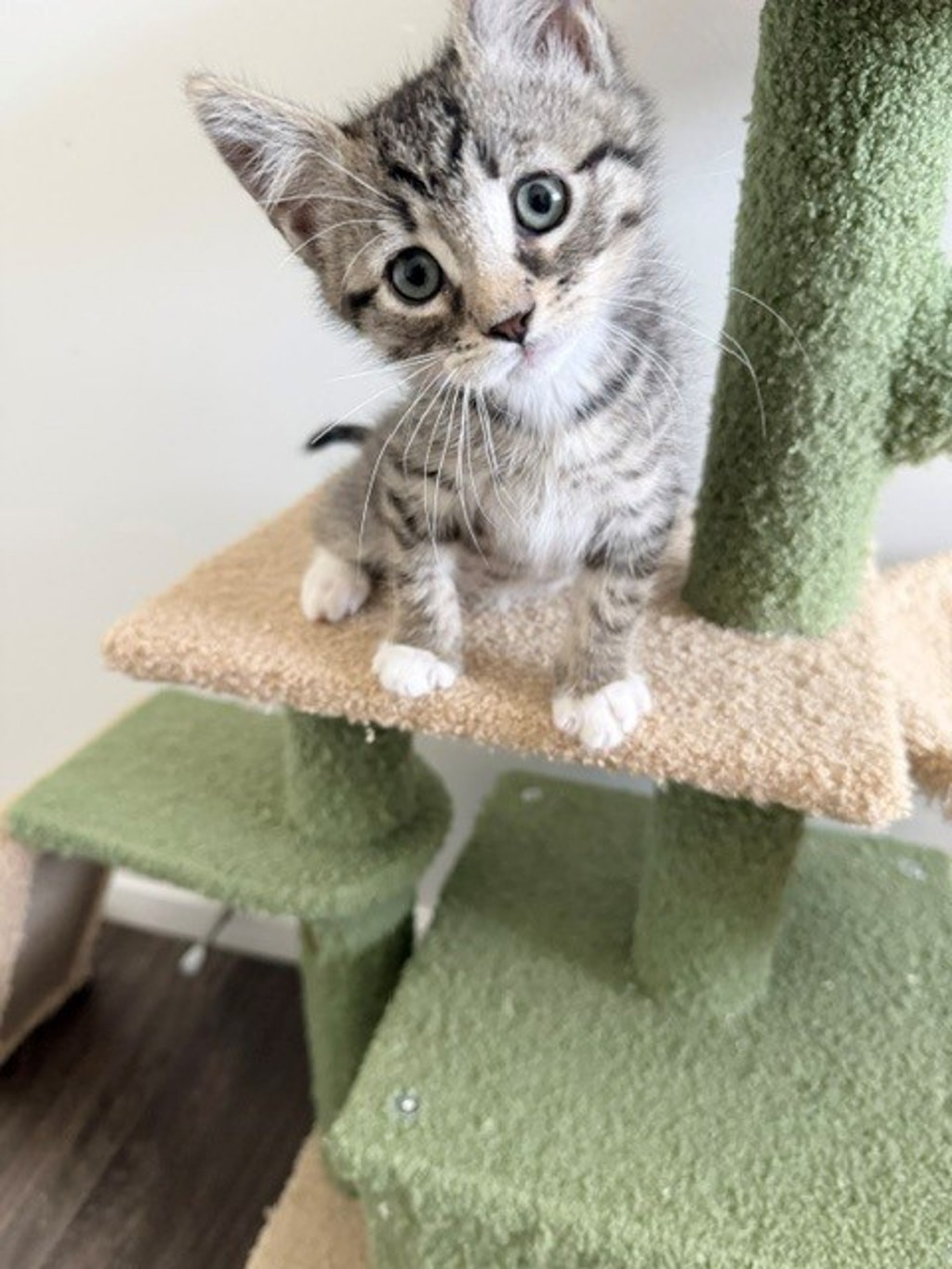 Shelter Stray Male Cat last seen Near S 7200 Street W, Magna Township, UT, 84044, 511 W 3900 S, Salt Lake City, UT 84123, USA