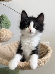 Shelter Stray Male Cat last seen Near S 7200 Street W, Magna Township, UT, 84044, 511 W 3900 S, Salt Lake City, UT 84123, USA