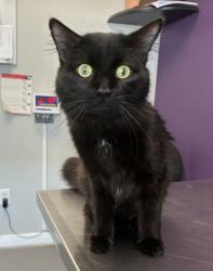 Shelter Stray Male Cat last seen Near S Redwood Road, SALT LAKE CITY, UT, 84104, 511 W 3900 S, Salt Lake City, UT 84123, USA