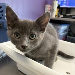 Shelter Stray Male Cat last seen Near S Twain Drive, Magna Township, UT, 84044, 511 W 3900 S, Salt Lake City, UT 84123, USA