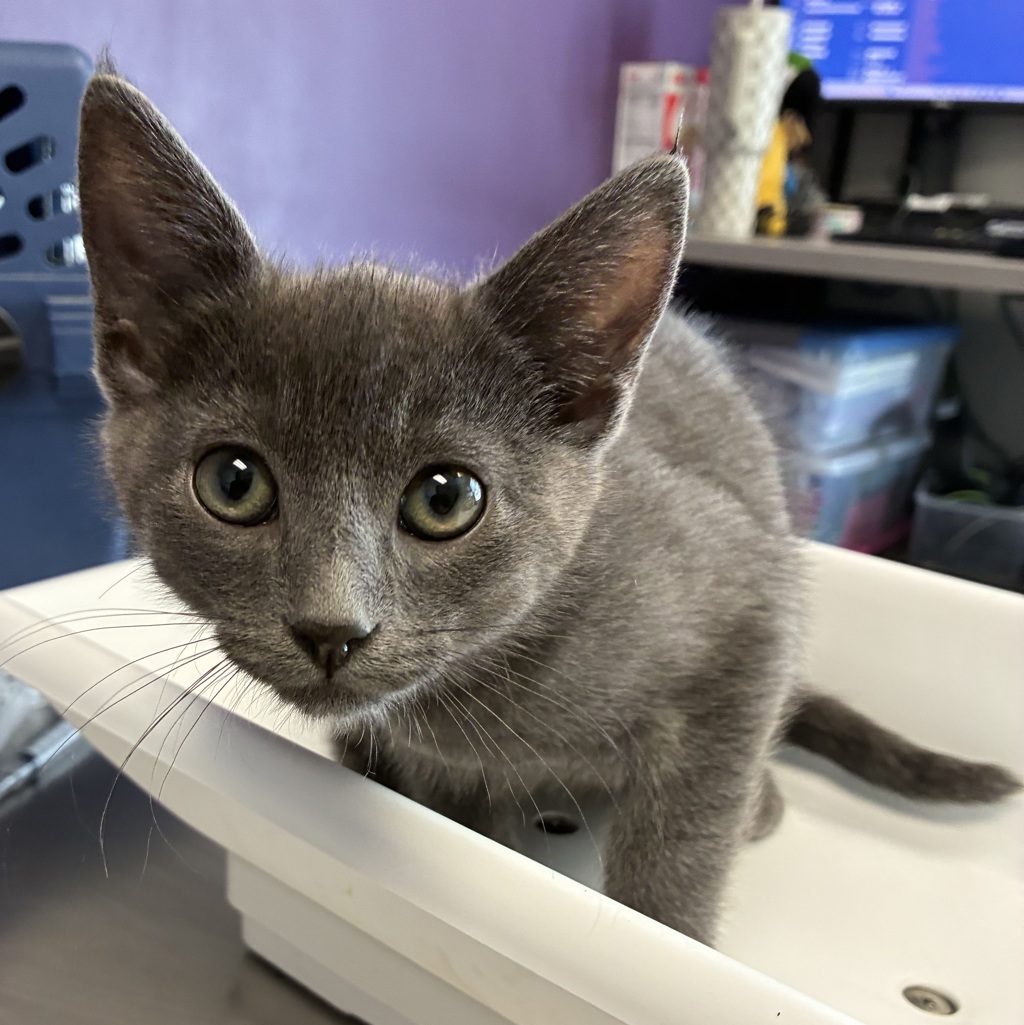 Shelter Stray Male Cat last seen Near S Twain Drive, Magna Township, UT, 84044, 511 W 3900 S, Salt Lake City, UT 84123, USA