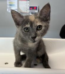 Shelter Stray Female Cat last seen Near S Twain Drive, Magna Township, UT, 84044, 511 W 3900 S, Salt Lake City, UT 84123, USA