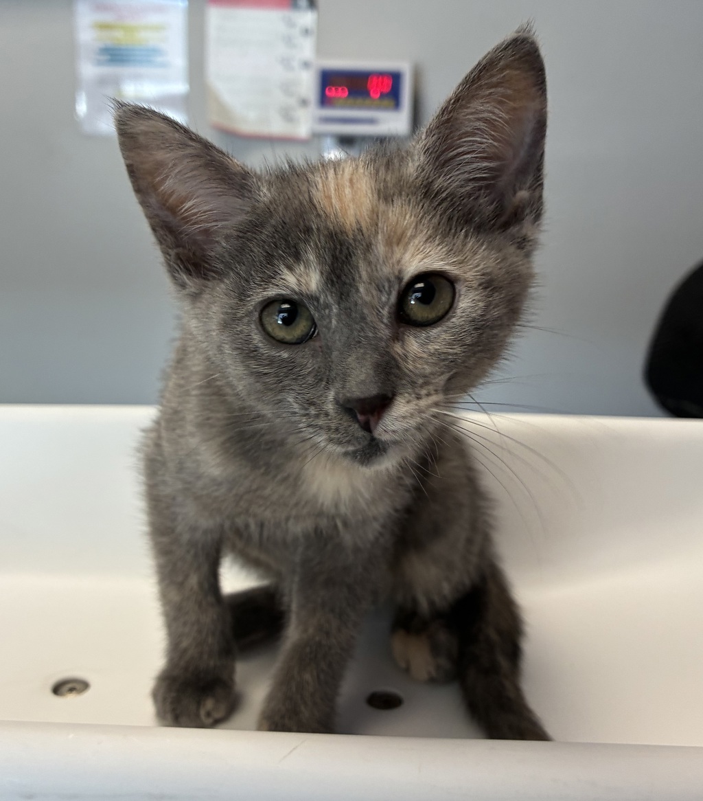 Shelter Stray Female Cat last seen Near S Twain Drive, Magna Township, UT, 84044, 511 W 3900 S, Salt Lake City, UT 84123, USA