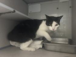 Shelter Stray Female Cat last seen Near W 4800 S, MURRAY CITY, UT, 84123, 511 W 3900 S, Salt Lake City, UT 84123, USA