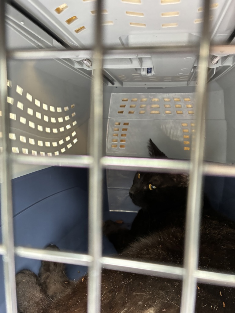 Shelter Stray Unknown Cat last seen SE 102nd/Halsey, OR, 1700 W Historic Columbia River Hwy, Troutdale, OR 97060, USA