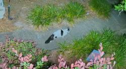 Found/Stray Male Cat last seen SW 19th Terr, Gainesville, FL 32608
