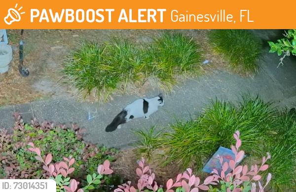 Found/Stray Male Cat last seen SW 19th Terr, Gainesville, FL 32608