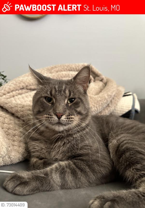 Lost Male Cat last seen Carrimae Court & Watson Road, St. Louis, MO 63126
