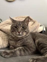 Lost Male Cat last seen Carrimae Court & Watson Road, St. Louis, MO 63126