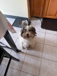 Found/Stray Male Dog last seen At madacc, West Milwaukee, WI 53215