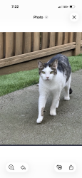 Lost Male Cat last seen Mont Saint Michel Way , Martinez, CA 94553
