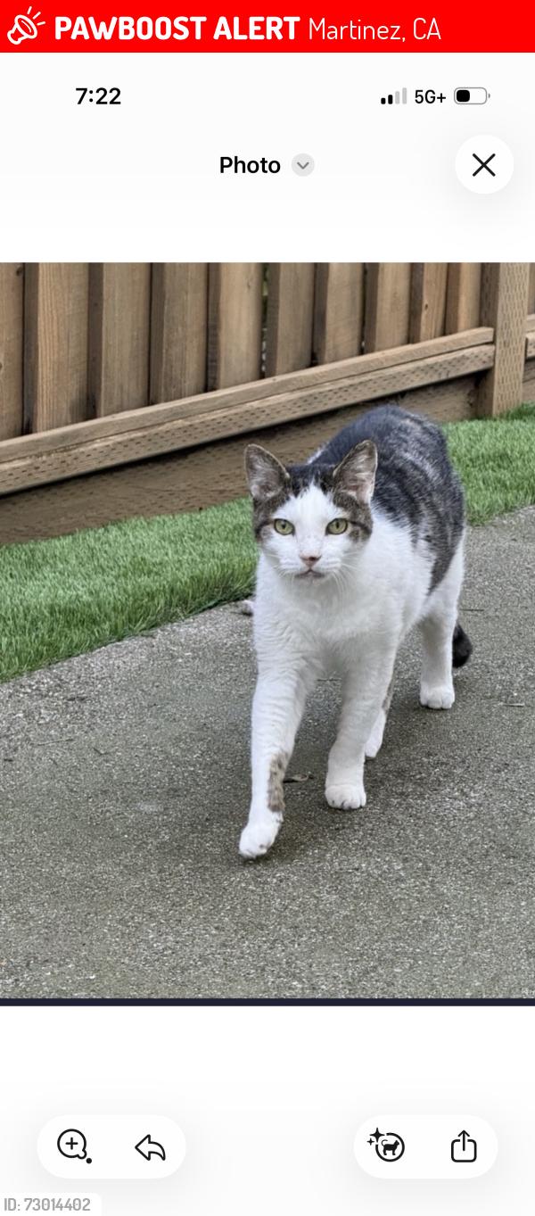 Lost Male Cat last seen Mont Saint Michel Way , Martinez, CA 94553