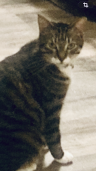 Lost Male Cat last seen Near Kaukauna dog park, Kaukauna, WI 54130