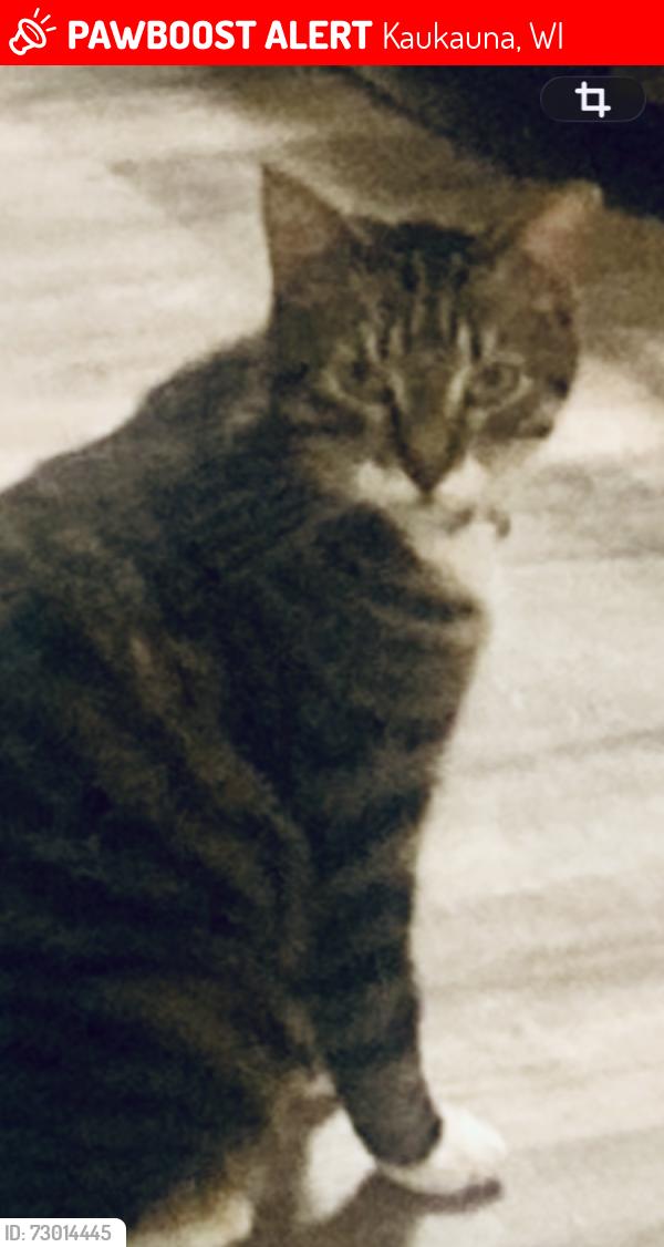 Lost Male Cat last seen Near Kaukauna dog park, Kaukauna, WI 54130