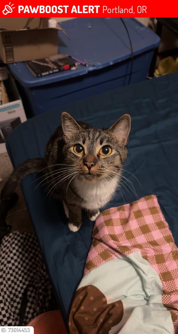Lost Female Cat last seen 162nd & burnside, Portland, OR 97230
