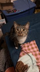 Lost Female Cat last seen 162nd & burnside, Portland, OR 97230