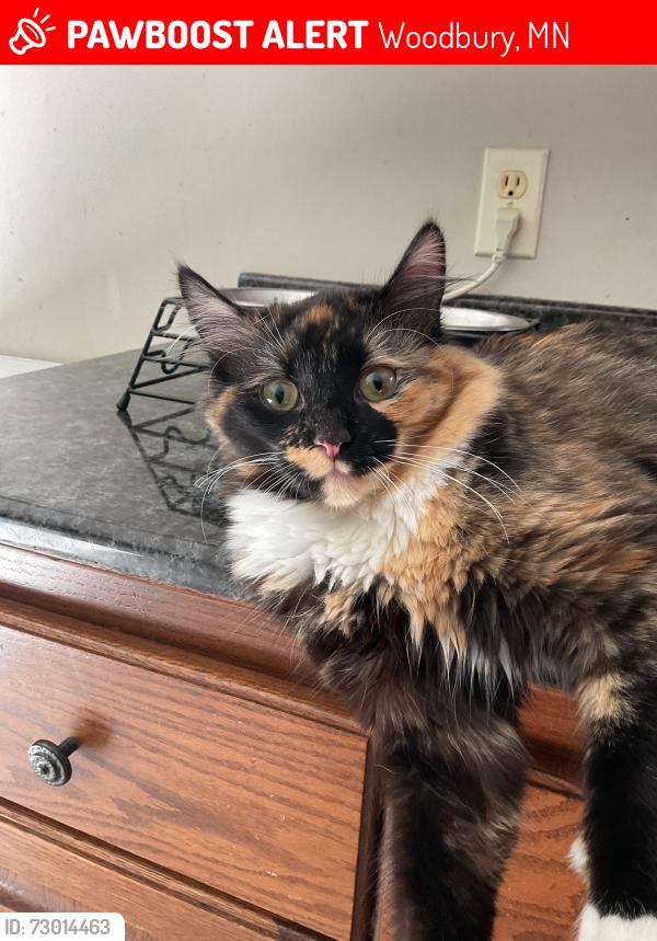Lost Female Cat last seen Near Bailey Arbor , Woodbury, MN 55129