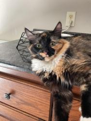 Lost Female Cat last seen Near Bailey Arbor , Woodbury, MN 55129
