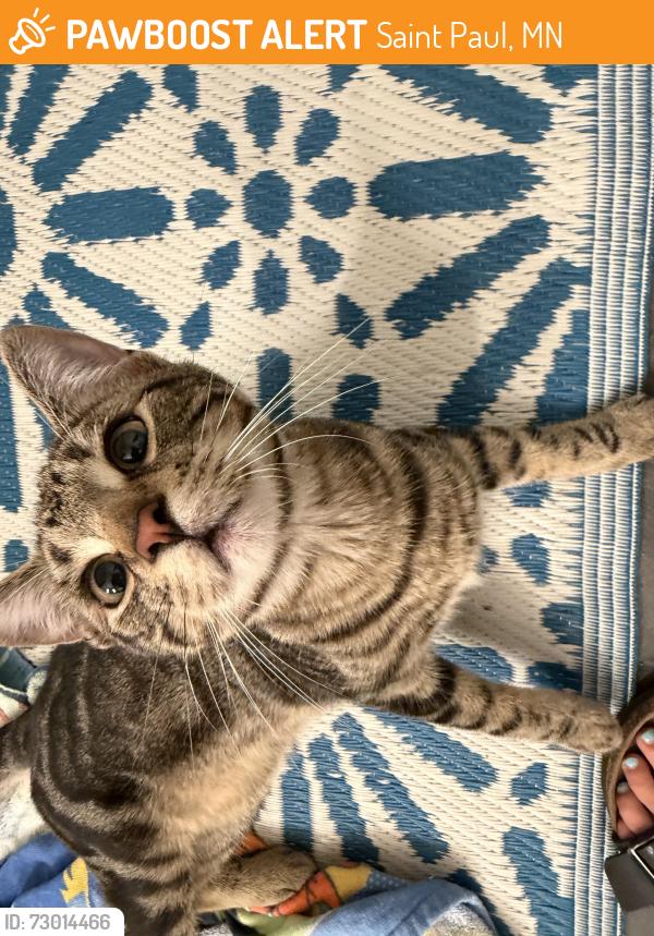 Found/Stray Male Cat last seen Mears Park, Saint Paul, MN 55101