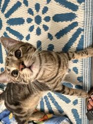 Found/Stray Male Cat last seen Mears Park, Saint Paul, MN 55101