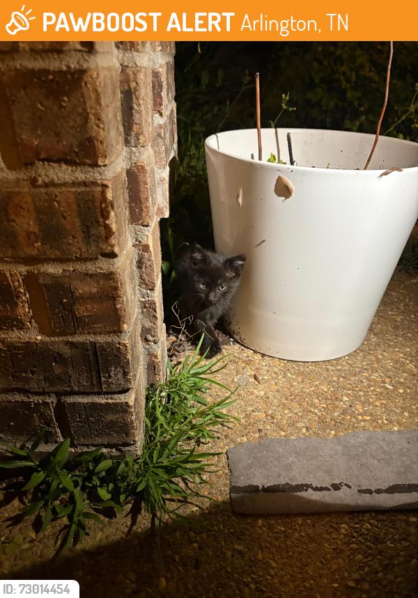 Found/Stray Unknown Cat last seen Jon oaks dr / Snyder grove area/, Arlington, TN 38002