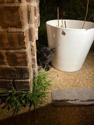 Found/Stray Unknown Cat last seen Jon oaks dr / Snyder grove area/, Arlington, TN 38002