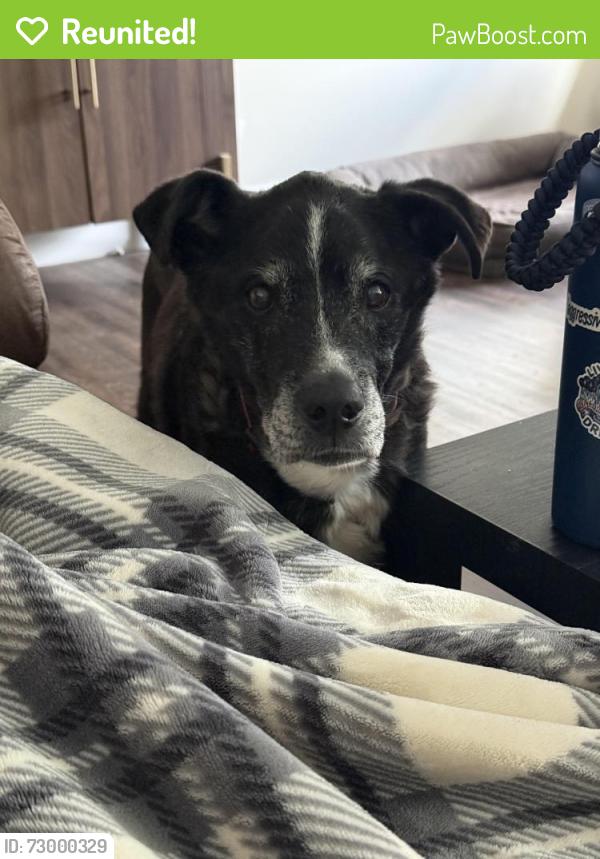 Reunited Male Dog last seen E 2100 N and N 775 E, North Ogden, UT 84414