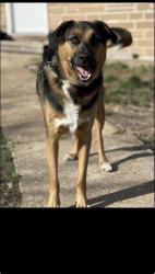 Lost Male Dog last seen Lots of woods, Florissant, MO 63034