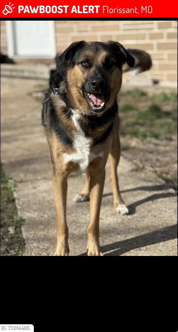 Lost Male Dog last seen Lots of woods, Florissant, MO 63034